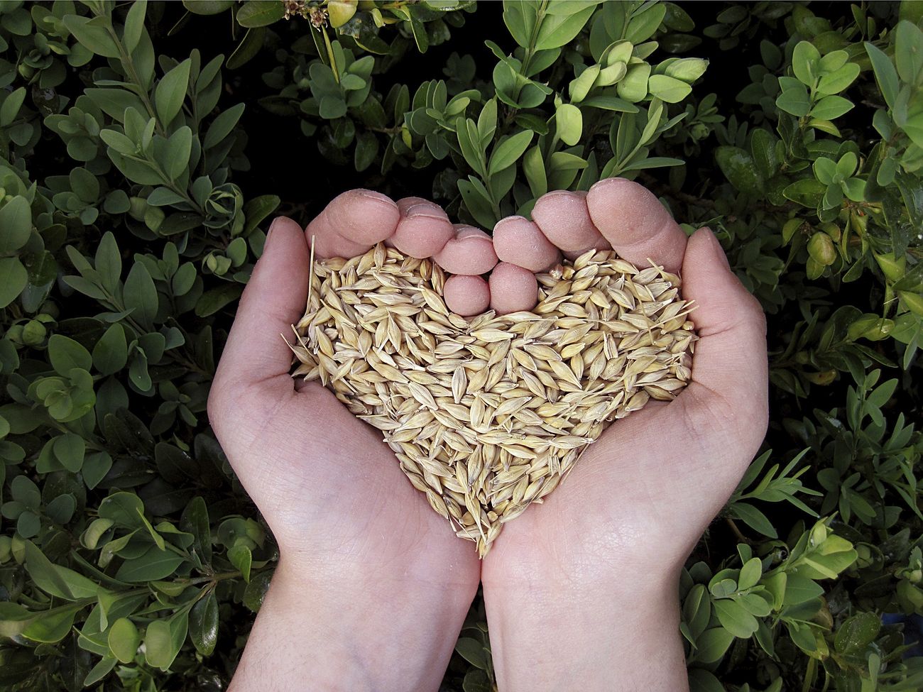 Hands holding a generous harvest of wheat